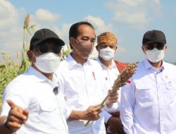 Dampingi Presiden, Wamen Harvick: Kementan Dukung Penuh Waingapu Kembangkan Sorgum